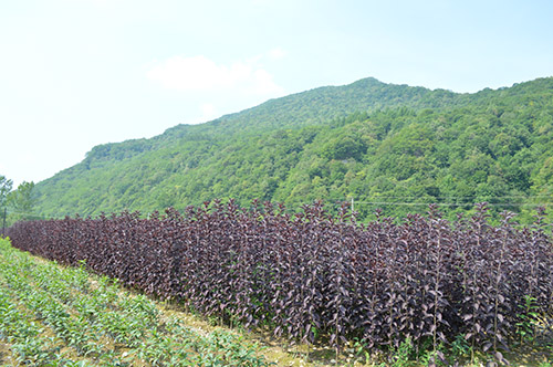 紫葉稠李