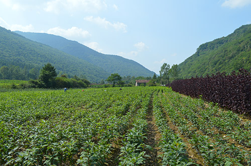 標(biāo)題